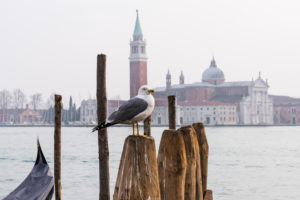 Seagull, San Giorgio Maggiore church, Venice, historical center, island, Veneto, Italy, northern Italy, Europe Seagull, San Giorgio Maggiore church, Venice, historical center, island, Veneto, Italy, northern Italy, Europe